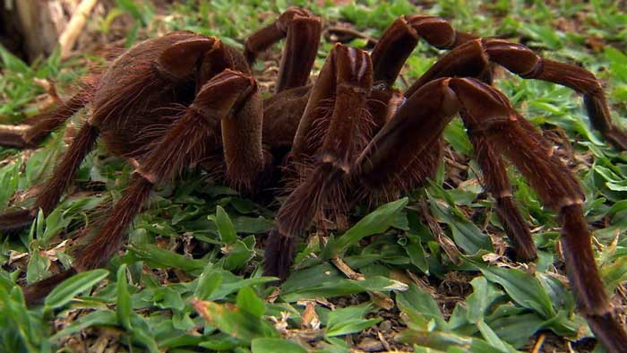 عنکبوت&zwnj;های غول&zwnj;پیکر