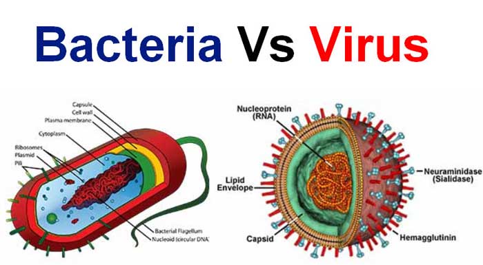 تفاوت بین باکتری ها و ویروس ها چیست؟