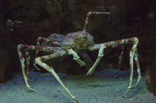 خرچنگ عنکبوتی غول پیکر (Giant Spider Crab)