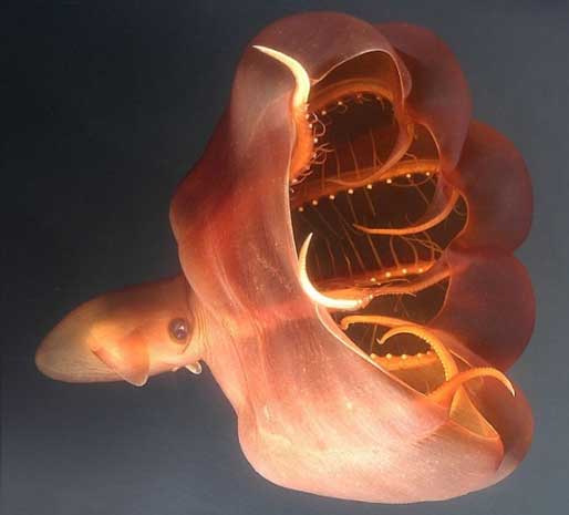 ماهی مرکب خون آشام (Vampire Squid)