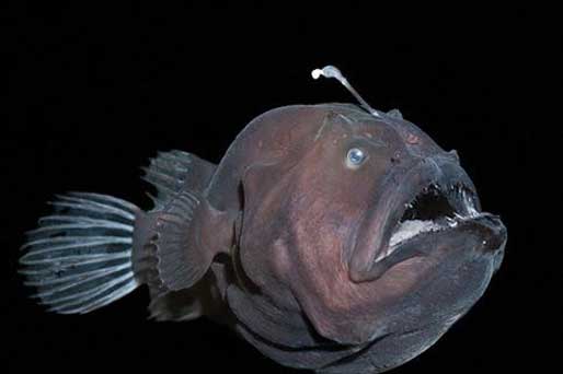 ماهی‌گیر (Anglerfish)