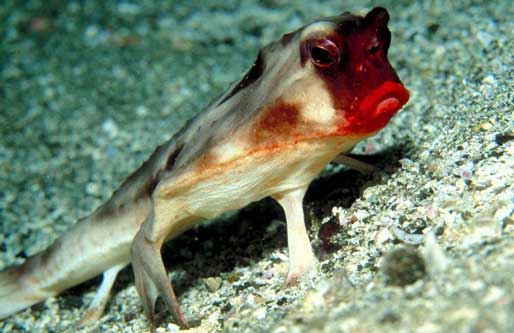 خفاش ماهی لب قرمز (Red-Lipped Batfish)