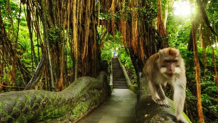 جنگل میمون، اندونزی