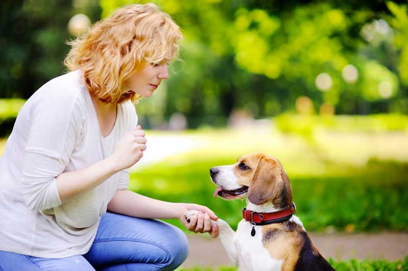 چگونه می توانم حیوان خانگی خود را برای رفتار خوب تربیت کنم؟