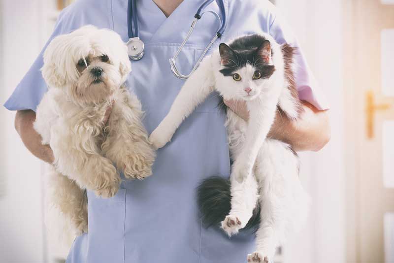برخی از مشکلات رایج سلامتی که حیوانات خانگی با آن مواجه هستند چیست؟