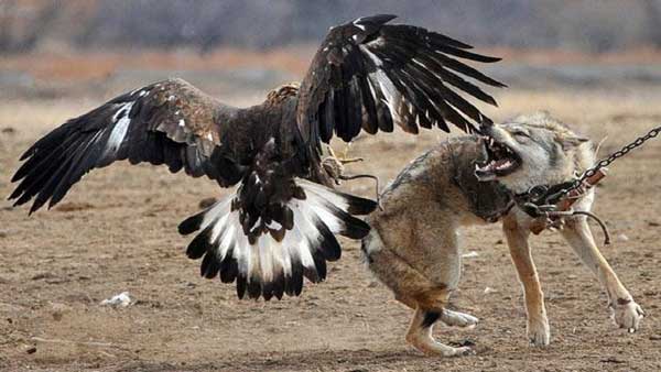 فیلم عجیب و هیجانی از شکار گرگ توسط عقاب