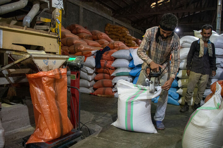 تخصیص ۷۰۰ میلیون دلار ارز به یک شرکت برای واردات برنج تکذیب شد