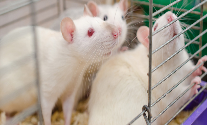 فرار موش‌های آزمایشگاهی در چین | آیا ویروسی جدید در راه است؟