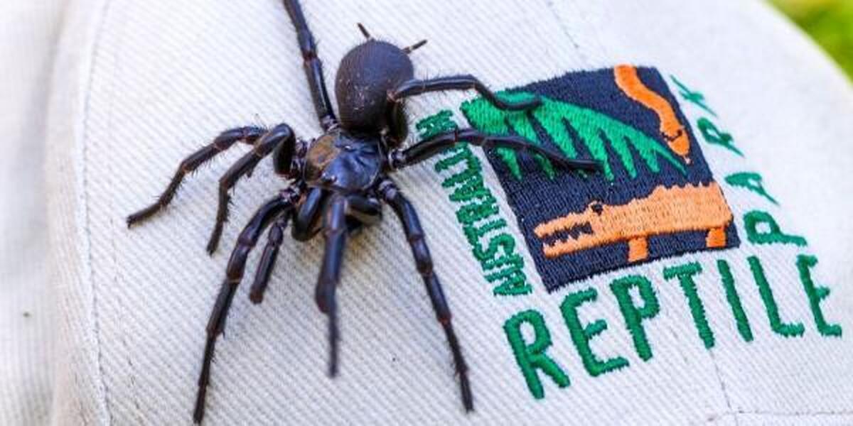 بزرگترین عنکبوت سمی جهان در استرالیا کشف شد